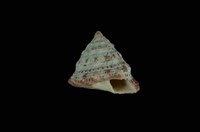 山形鐘螺藏品圖，第4張